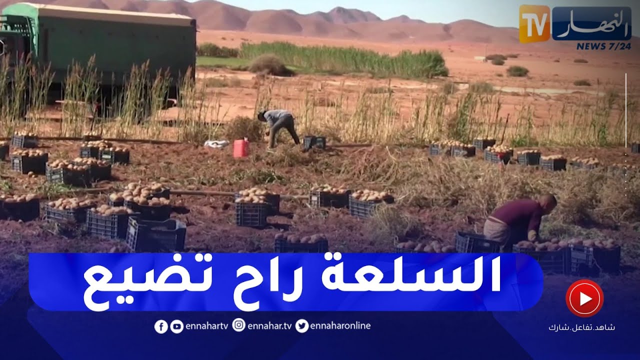 النعامة :  وفرة في منتوج البطاطا..يقابله مشاكل التخزين والتسويق