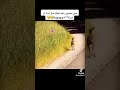 مين بيصير معه هيك 😹 #كوميدي #مسخرة #comedy #ضحكك #طفولة
