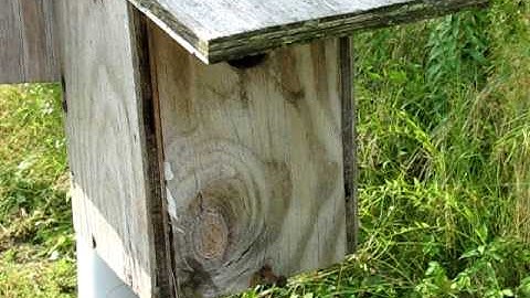 Bluebirds and Tree Swallows nesting together in paired boxes