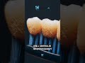 brushing do's and dont's