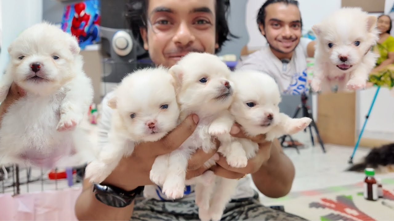 মিল্কির বেবিরা সারাদিন কি কি দুষ্টুমি করল।