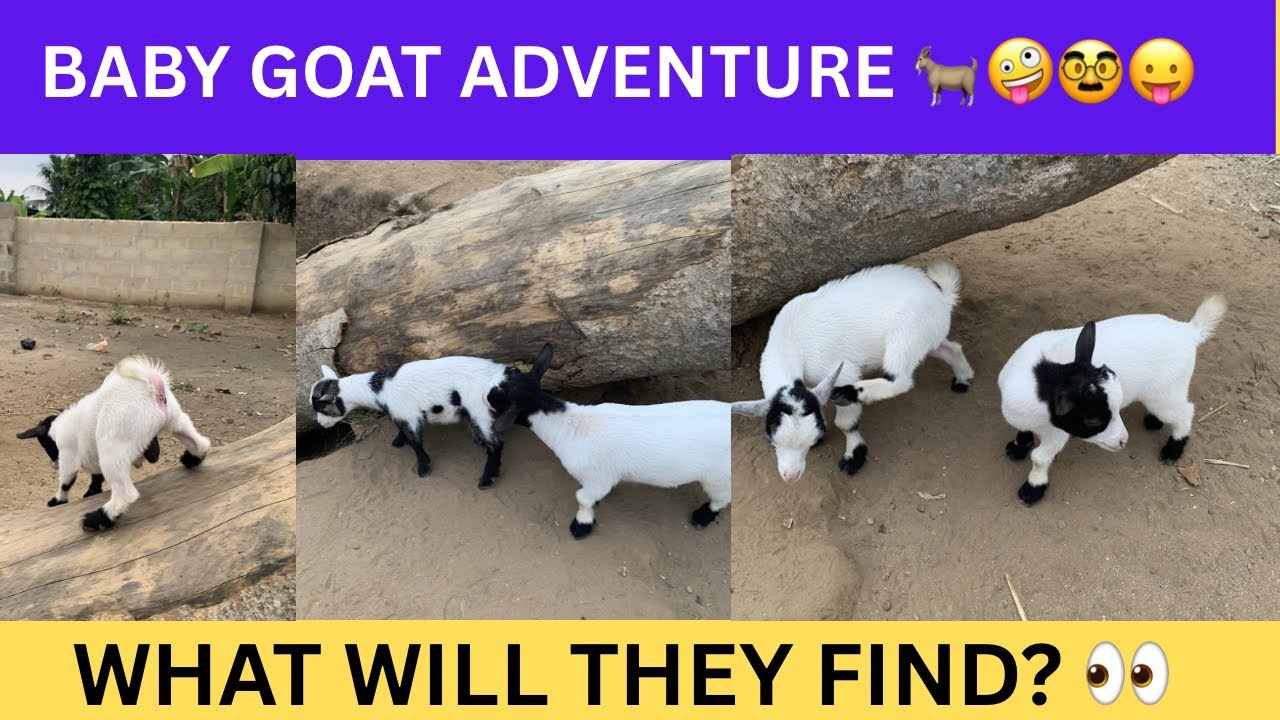 Baby Goat Mini Adventure — Exploring the Farm 🐐🌾 (Live)