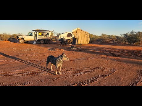 Gecko in the Gascoyne 2024