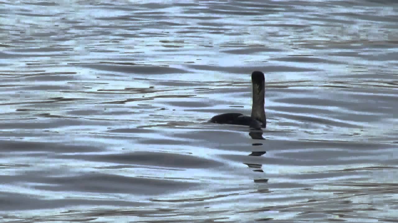 Pelagic Cormorant (Phalacrocorax pelagicus)