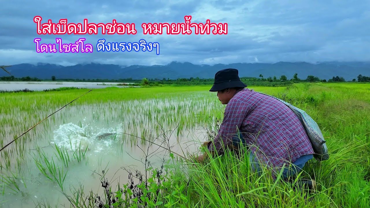 เอาแล้วๆใส่เบ็ดเหยื่อเขียดในนาน้ำท่วมโดนของใหญ่ปลาช่อนตื่นน้ำใหม่กินดีเกินคาด