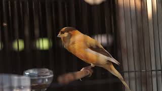 Kenari paud belajar bunyi, isian blackthroat #burungkenari #kenaripaud