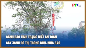 Cảnh báo tình trạng mất an toàn cây xanh đô thị trong mùa mưa bão