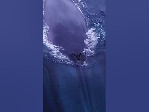 Blue Whales, San Diego, California 🐳 - YouTube