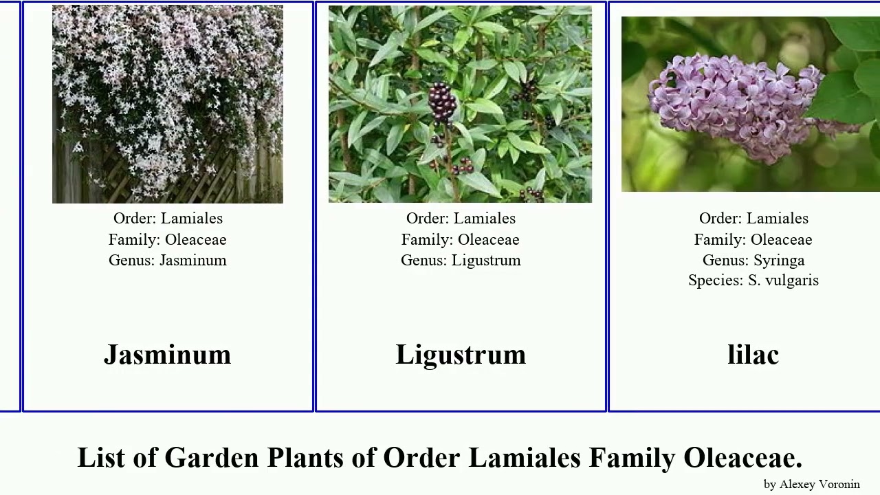 Garden Plants of Order Lamiales Family Oleaceae