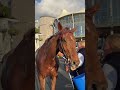 Jamie Snowden helps wash down Colonel Harry after he won the William Hill Grand Sefton Chase 💦