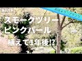 【6月の庭植物】NO.19  スモークツリー