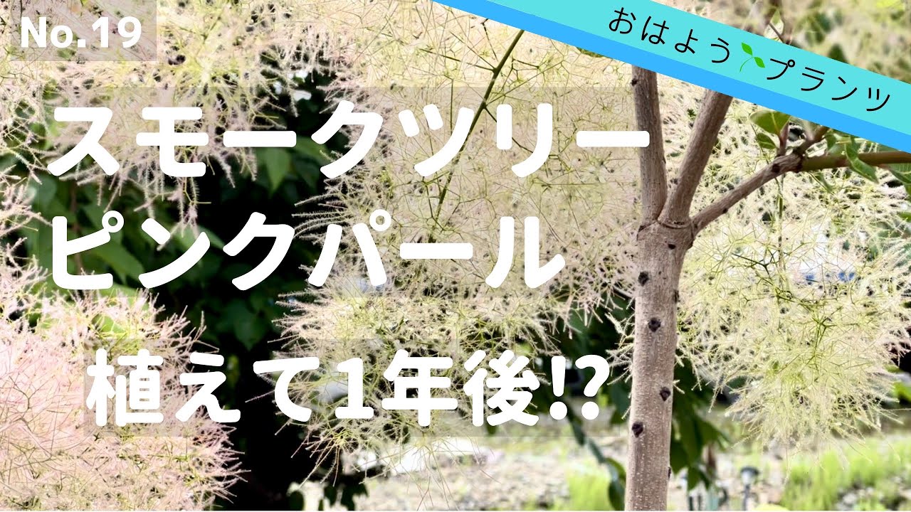 ガーデン植物 No 19 スモークツリー ピンクパール 庭作り即戦力 22 6 11 Youtube