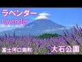 ラベンダーと富士山 2021 大石公園 山梨県 観光スポット４K｜Lavender and Mt. Fuji ｜fuji film X-S10 Gopro8