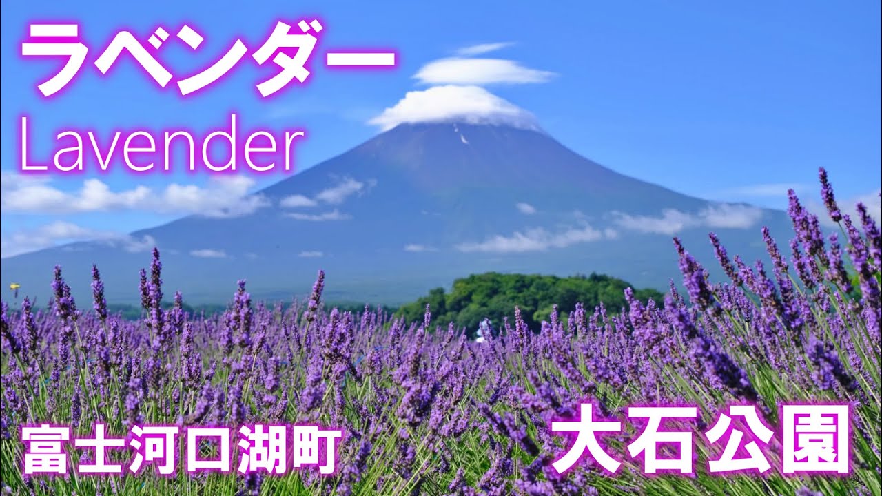 ラベンダーと富士山 21 大石公園 山梨県 観光スポット４k Lavender And Mt Fuji Fuji Film X S10 Gopro8 Youtube