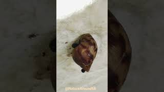 Beautiful Bunch Of Snails Sticking On The Walls