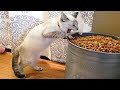 FUNNY CAT MEMES COMPILATION V04