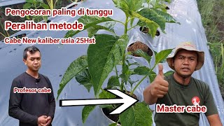 PENGOCORAN FUNGISIDA DAN NUTRISI  CABE AMAN DARI LAYU | METODE PROFESOR CABE | METODE SAHABAT TANI