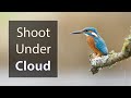 Bird Photography Lighting: Using Overcast Light (Part 3 of 3)