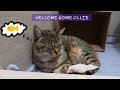 A Stray Cat Followed Me Home | Meet Ollie the Cat