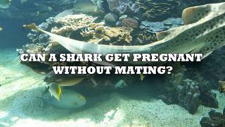 CAN SHARKS GET PREGNANT WITHOUT MATING by bodhispeak 2,460 views 7 years ago 3 minutes, 49 seconds