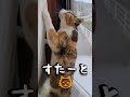 NYASUKE～猫カーテンクライム～#shorts