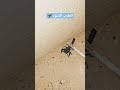 العقرب الاسود Khalaftime العقرب الاسود Khalaftime