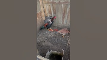 Qaib Thai 8minxdummerxsuperfly