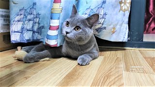 Cat Playing With Mouse Toy__Binbo Is Cat #90