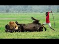 Lion attack buffalo in african forest  lion attack animal  lion attack stories part 12