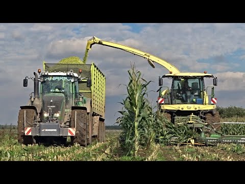 Mais hakselen 2020 ? Krone BiG X 680 OptiMaize ? Fendt 930 Vario + New Holland T7.315 ? Bongers.