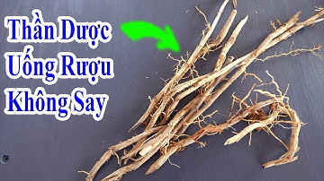 Nếu đã ăn loại cây này thì TẾT UỐNG RƯỢU KHÔNG SỢ SAY nữa, cách uống rượu KHÔNG SAY HIỆU QUẢ NHẤT