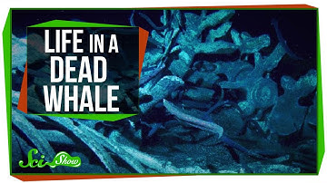 Life Inside a Dead Whale