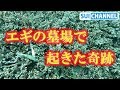 エギをひたすら拾い続けた結果・・・奇跡の瞬間に出会う!