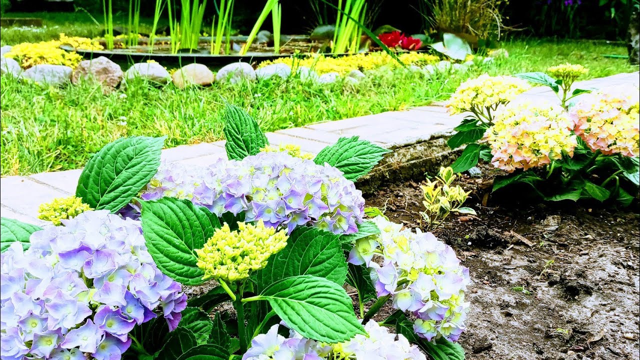 Ortanca Çiçeği Bahçeye Nasıl Ekilir🍀 Toprağı ve Konumu Nasıl Olmalı🍀(Hortensie)