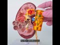 The Only Food For Your Kidneys  #food  #healthykidneys #kidneyhealth #chronickidneydisease