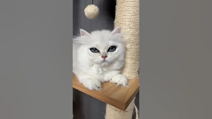 Video 2280621: white british longhair cat, golden british longhair cat, funny british longhair