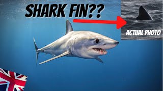 PREDATORY SHARK?? • ENGLAND Goring-on-sea, West Sussex (Sighting/Photos)