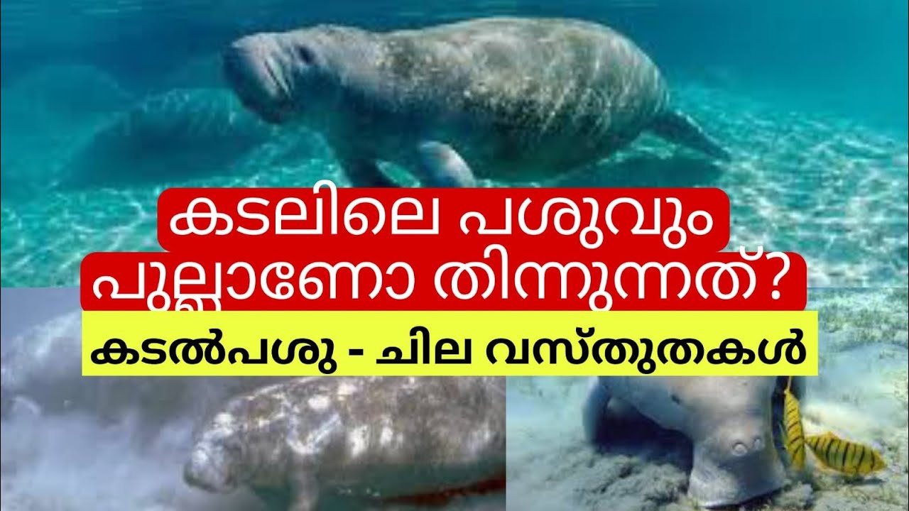 🌍 എന്താണ് കടൽ പശു? നിങ്ങൾക്കറിയാത്ത ചില വസ്തുതകൾ || Some interesting facts about Dugongs|| ☺️