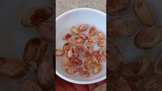 Grow Pistachio Tree From Seed shorts pistachio tree seed