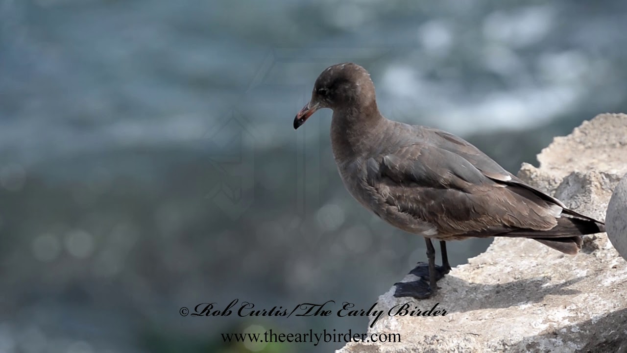 HEERMANN'S GULL immature Larus heermannii