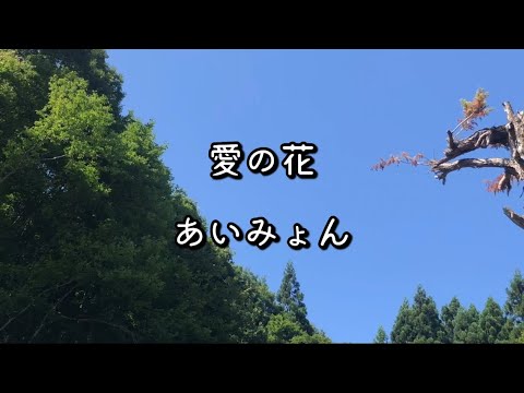 愛の花(歌詞付き)              あいみょん