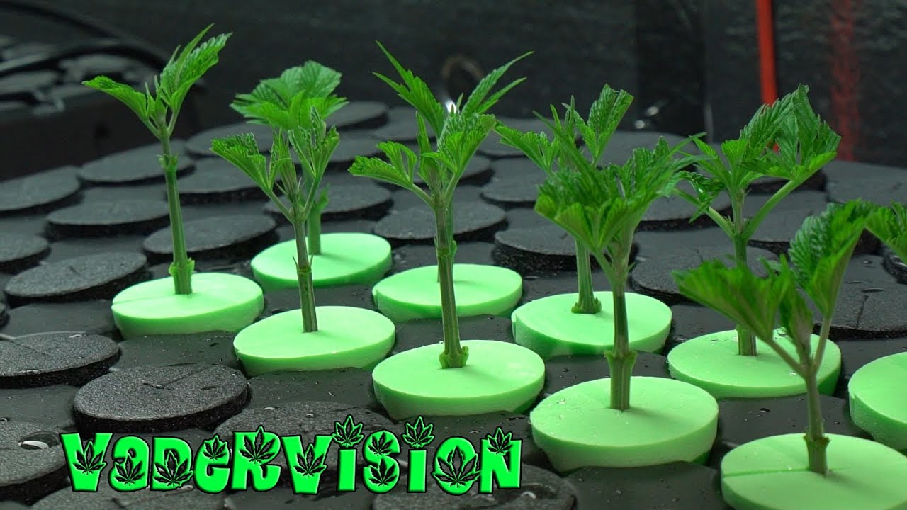 2018 Cali Legal Grow * Day 78 *  Adjusting the CMH and cutting Clones