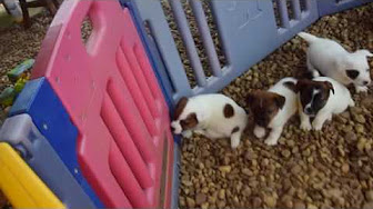 Snow Creek Jack Russell Puppy Videos Youtube