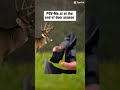 #Hunting #DeerHunting #DeerSeason #Whitetail #WhitetailHunting #BowHunting #Hunt #whitetailbuck