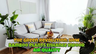 The Green Revolution: How Bamboo Plants Enhance Indoor Air Quality