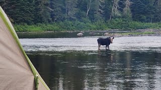 A moose shared our campsite! (Allagash Wilderness Waterway)