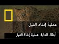 أبطال الغابة : عملية إنقاذ الفيل | ناشونال جيوغرافيك أبوظبي