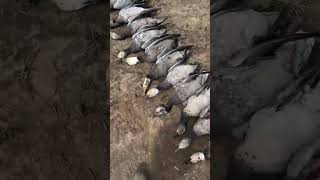 WE make it look EASY #whitetail #hunting #deerhunting #fishing #duckhunting #turkey
