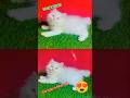 #persian💕💕#short #kitten #shorts #cute #tranding #new #funnycats #viralvideo #xtreme #cat#pets.