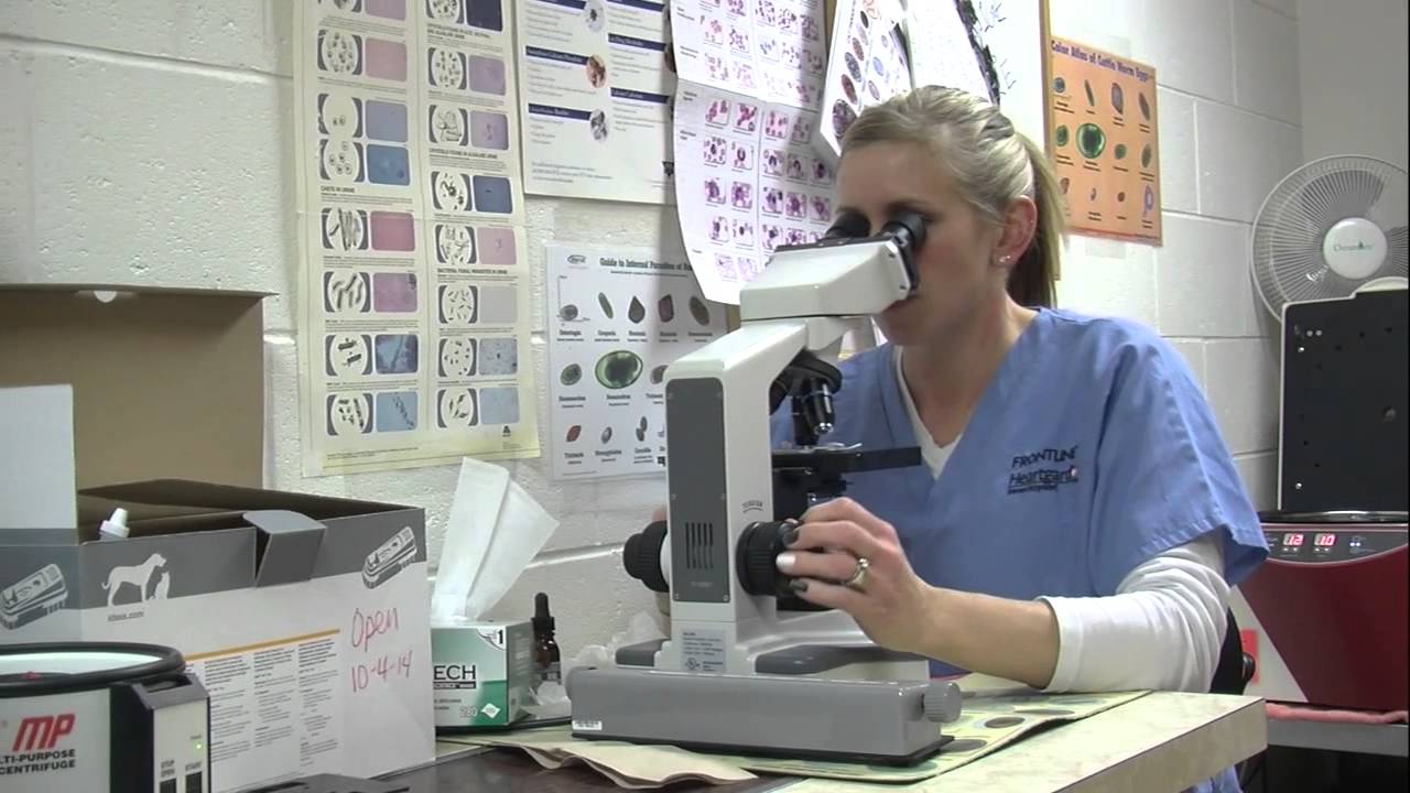 The Prolife Generation